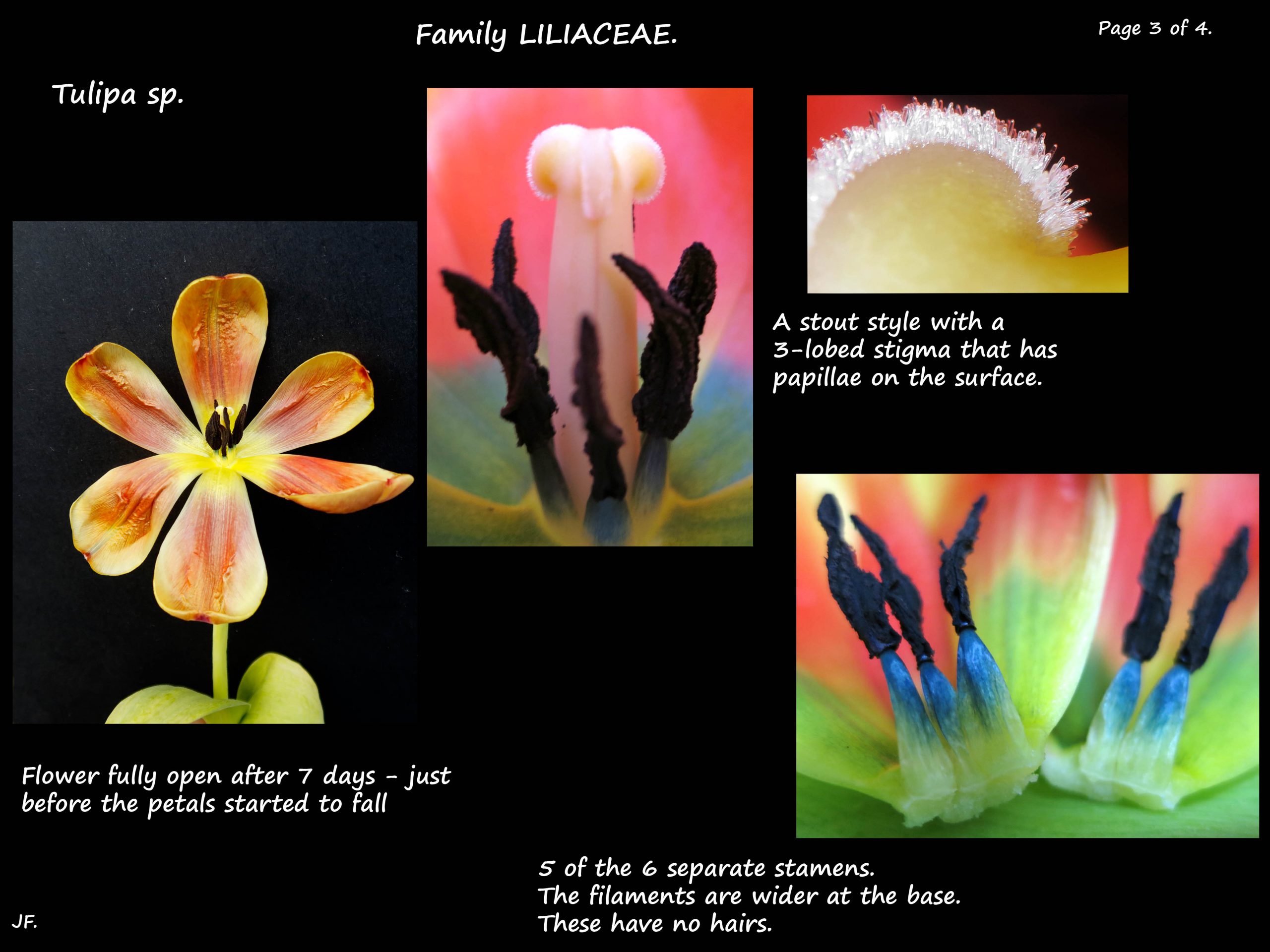 3 Tulip stamens